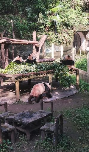 金旅假日3日游纯玩跟团重庆旅游吃喝玩乐全涵盖必去十大景点(图2)